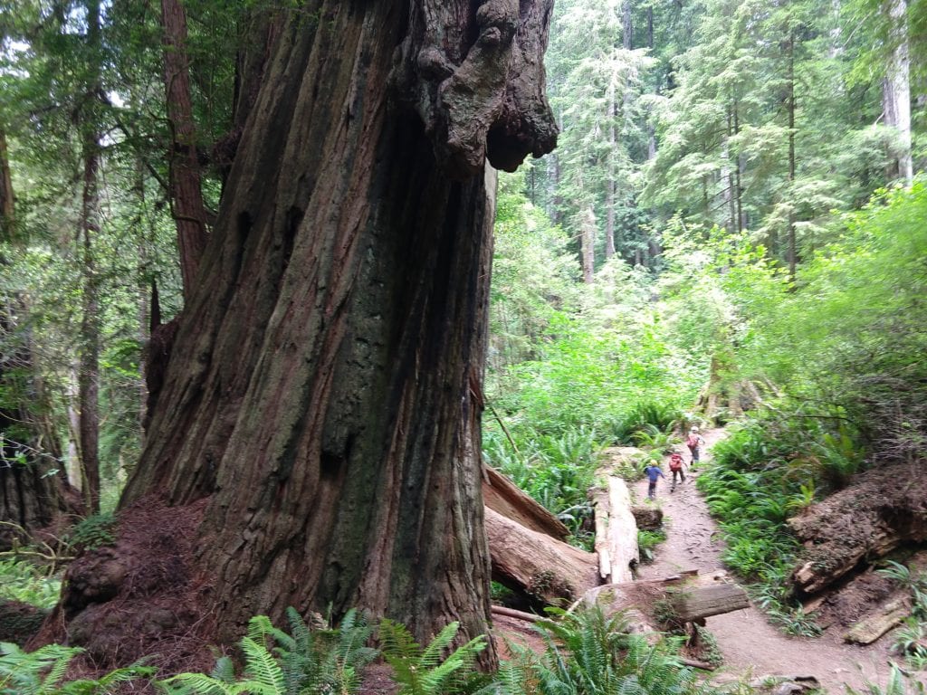 Hiking Redwoods National and State Parks
