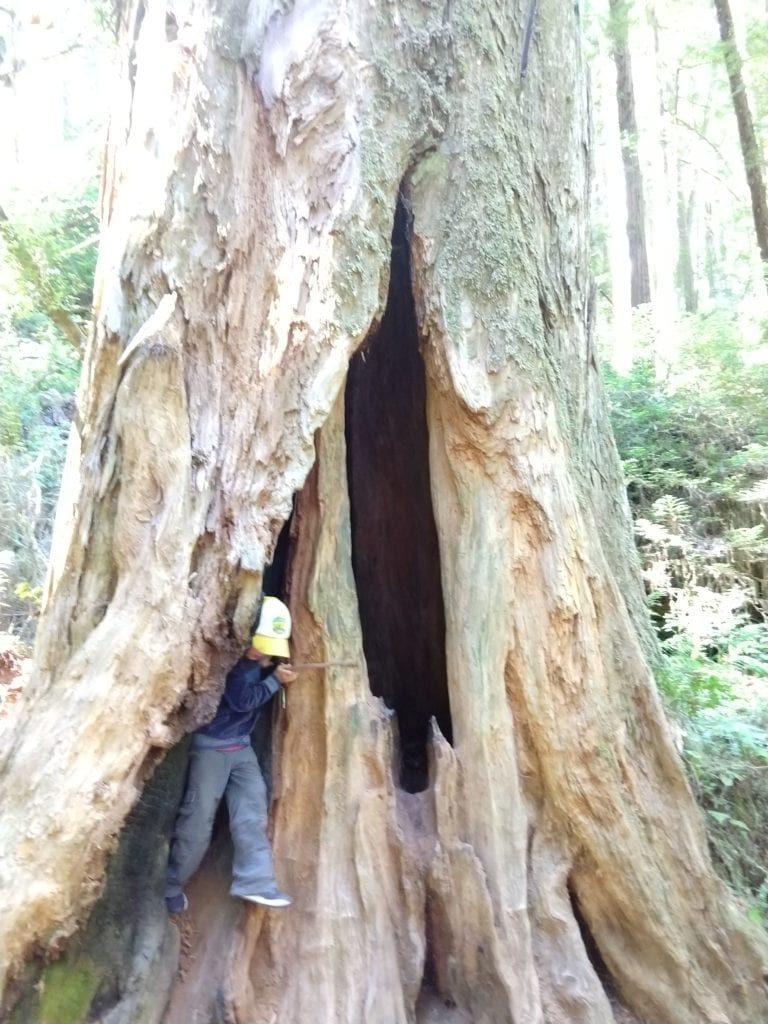 Hiking Redwoods National and State Parks