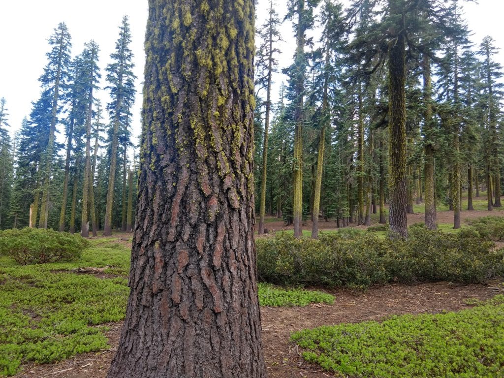 Western White Pine on Mt. Shasta