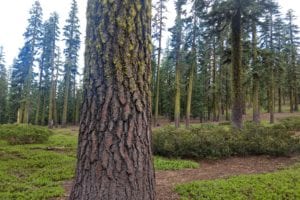Western White Pine on Mt. Shasta