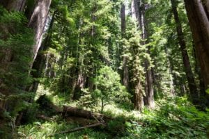Redwoods National and State Parks