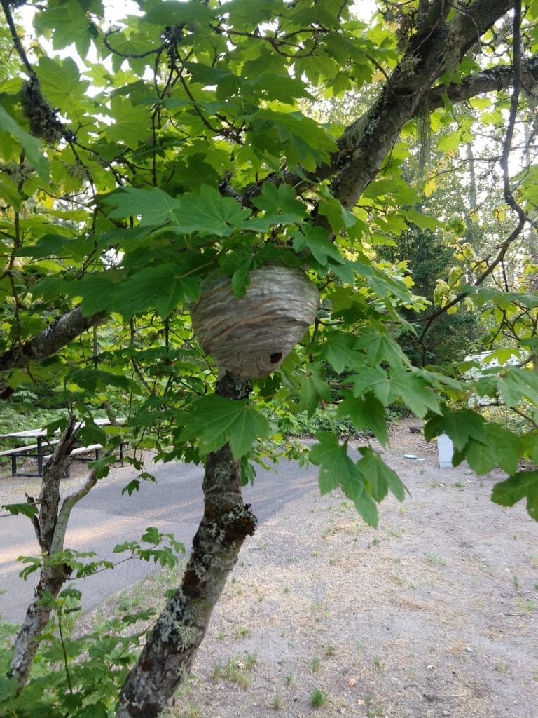 Wasps at Tollbridge Campground